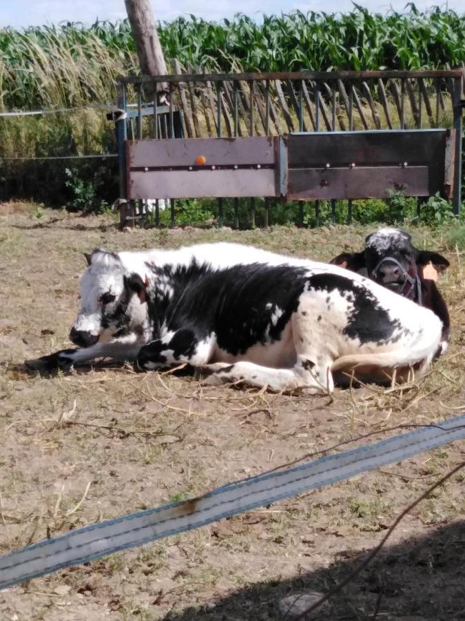 Farm stay La Mini Ferme De Maelou